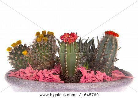 Notocactus