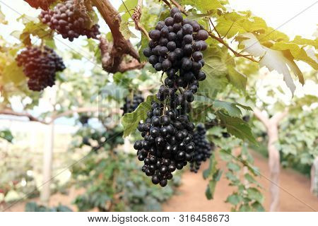 Large Bunch Of Wine Grapes Hangs From Grapes