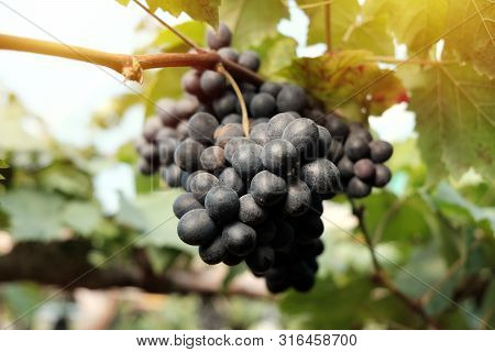 Large Bunch Of Wine Grapes Hangs From Grapes On Vineyard