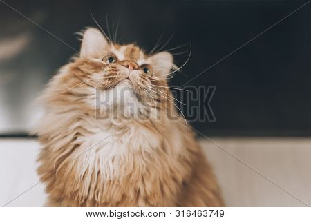 Close-up Red Cat With Green Eyes Looking On Camera. Cute Aborable Red Cat Asks Food.