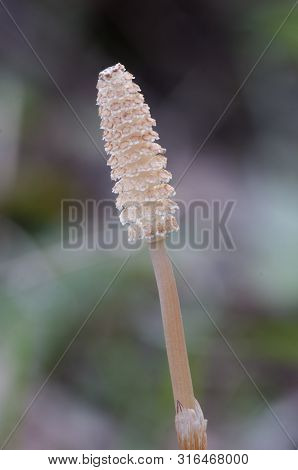 Equisetum With Strobili In Spring, Close Up Shot