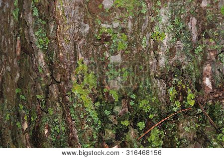 Green Leafy Foliose Lichens Growing On Bark Of A Pine Tree