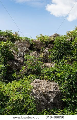 Green Fresh Leaves On Plants Near Stones Against Blue Sky