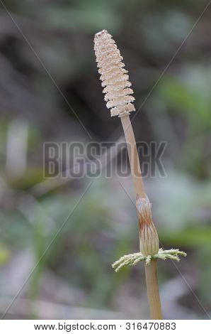 Equisetum With Strobili In Spring, Close Up Shot