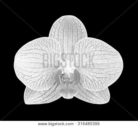 White - Gray Orchid  Isolated On Black Bacgkround