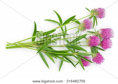 Clover Or Trefoil Flower Medicinal Herbs Isolated On White Background. Top View. Flat Lay