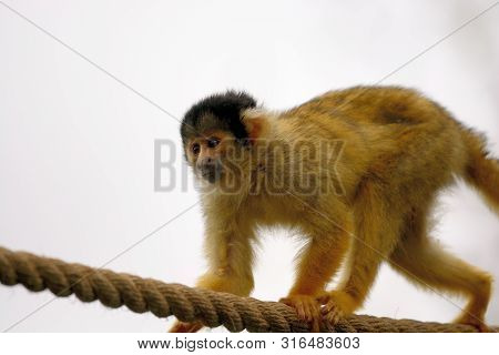 Portrait Of A Common Squirel Monkey (saimiri Sciureus) Climbing On A Rope In A Zoo