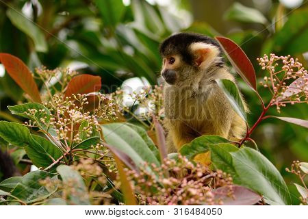 Portrait O Fa Common Squirrel Monkey (saimiri Sciureus) Climbing In A Tree