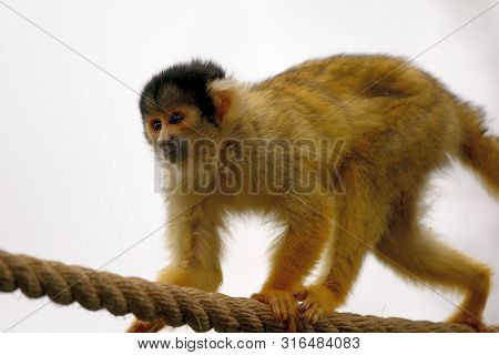 Portrait Of A Common Squirel Monkey (saimiri Sciureus) Climbing On A Rope In A Zoo