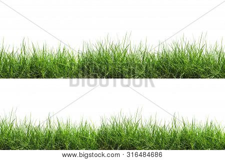 Green Plant  Grass Isolated On White Background