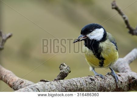 Great Tit (parus Major)