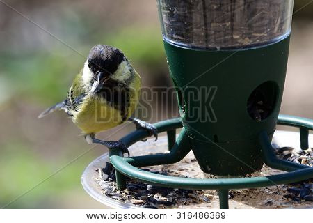 Portrait Of A Great Tit (parus Major) Feeding On A Bird Feeder