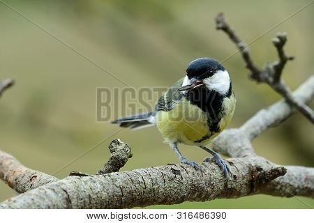 Great Tit (parus Major)