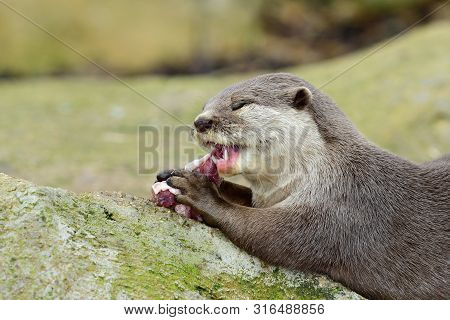 Asian Small Clawed Otter (aonyx Cinerea)