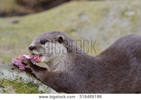 Asian Small Clawed Otter (aonyx Cinerea)