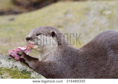 Close Up Portrait Of An Oriental Short Clawed Otter Eating