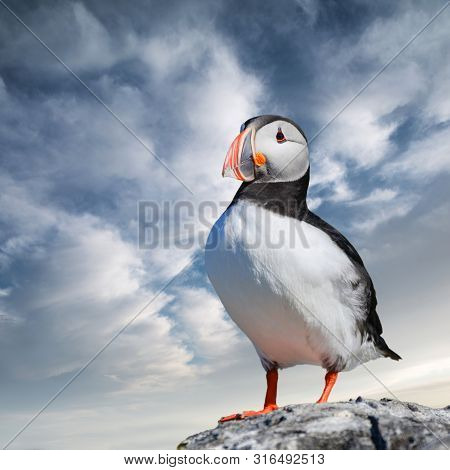 Beautiful Atlantic Puffin Or Comon Puffin Fratercula Arctica In Northumberland England On Bright Spr