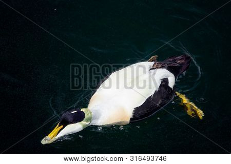 Common Eider