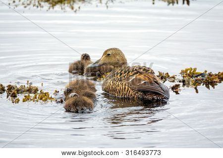Common Eider Hen In The Water With Ducklings