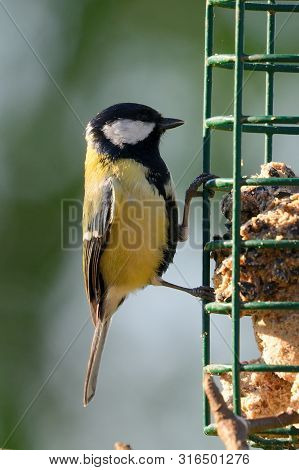 Portrait Of A Greaat Tit (parus Major) Feeding On A Bird Feeder Feeding On A Bird Feeder