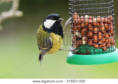 Portrait Of A Great Tit (parus Major) Perching On A Bird Feeder