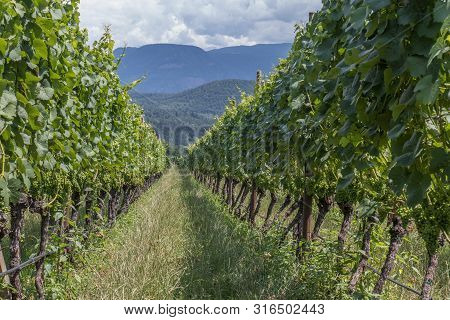Vineyards Around Kaltern In South Tyrol In Italy, Barleiter Weg