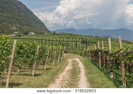 Vineyards Around Kaltern In South Tyrol In Italy