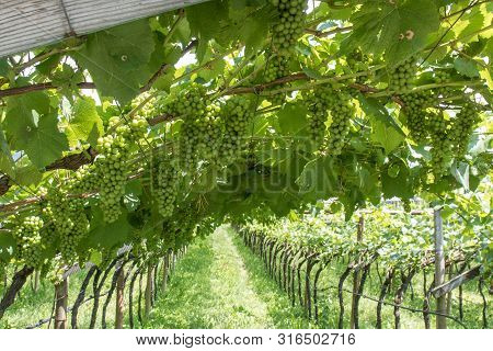 Vineyards Around Kaltern In South Tyrol In Italy, Barleiter Weg