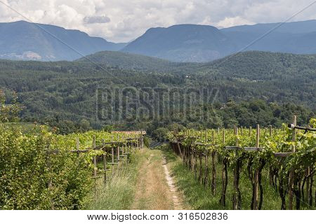 Vineyards Around Kaltern In South Tyrol In Italy