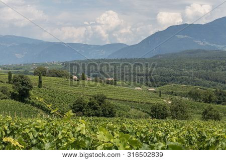 Vineyards Around Kaltern In South Tyrol In Italy