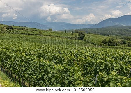 Vineyards Around Kaltern In South Tyrol In Italy