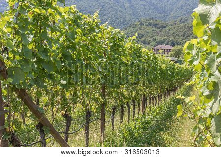 Vineyards Around Kaltern In South Tyrol In Italy, Barleiter Weg