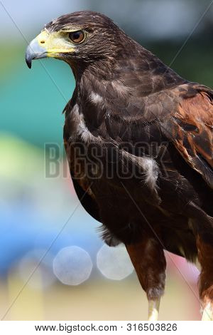 Harris's Hawk (parabuteo Unicinctus)