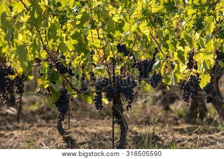 Red Wine Grapes Ready To Harvest And Wine Production. Medoc, France