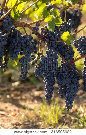 Red Wine Grapes Ready To Harvest And Wine Production. Medoc, France