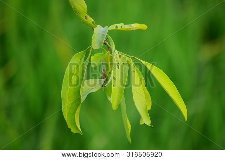 Parasitic Plants - Loranthus Is A Genus Of Parasitic Plants That Grow On The Branches Of Woody Trees