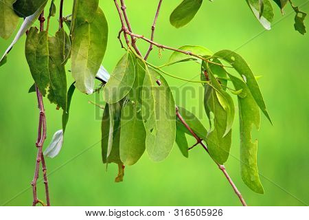 Parasitic Plants - Loranthus Is A Genus Of Parasitic Plants That Grow On The Branches Of Woody Trees