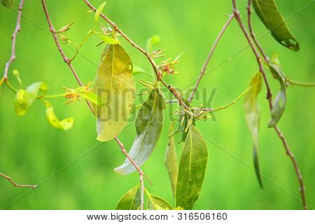 Parasitic Plants - Loranthus Is A Genus Of Parasitic Plants That Grow On The Branches Of Woody Trees