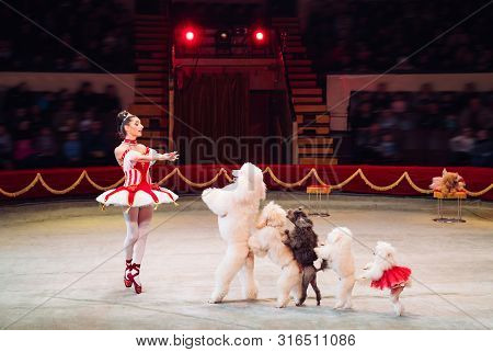 The Dogs Performance In The Circus Arena.