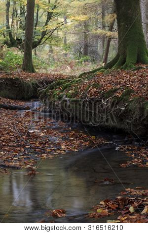 Beech Forest