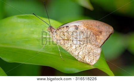 Spotless Grass Yellow, Eurema Laeta Small Butterfly From Pieridae Family