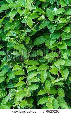 Green Vine From Leaves Of Chinese Magnolia Vine Garden.