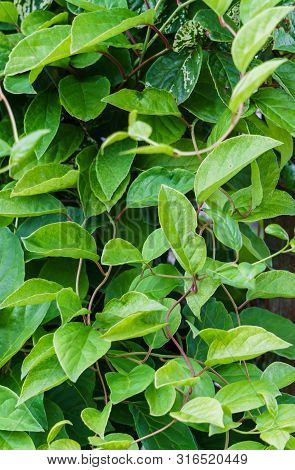 Green Vine From Leaves Of Chinese Magnolia Vine Garden.