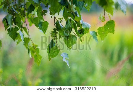 Green Birch Leaves On A Branch Close-up. Beautiful Background With Birch Leaves On The Branch. Birch