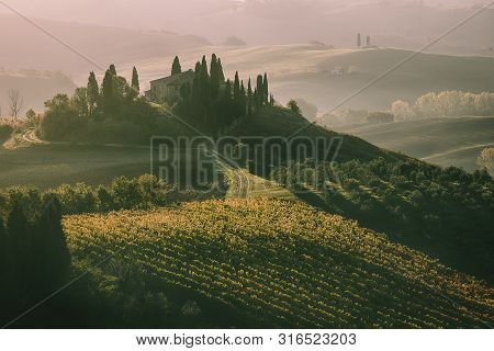 Beautiful Golden Sunrise In Tuscany, Italy With Vineyard. Natural Idillyc Seasonal Autumn Background