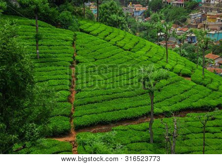 Tea Gardens In The Foothills Of Western Ghat