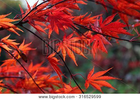 Close Up Of Bright Red Japanese Maple Or Acer Palmatum Leaves On The Autumn Garden
