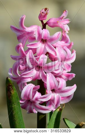 Close Up Of A Pink Hyacinth Flower In Bloom