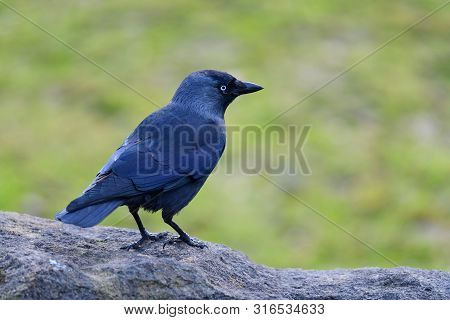 Portrait Of A Jacdaw (coloeus Monedula) Perching On A Rock