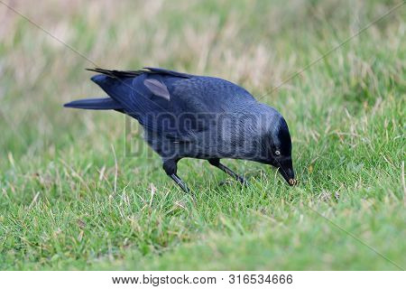 Portrait Of A Jackdaw (coloeus Monedula) Foraging In The Grass